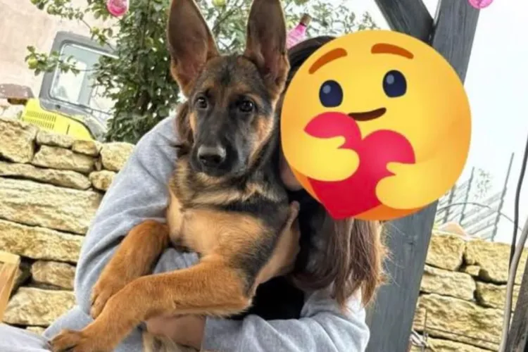 Strigăt disperat de ajutor al unei familii din Cluj: Recompensă de 10.000 de euro pentru găsirea cățelușei Blaky. „Este un membru al familiei”