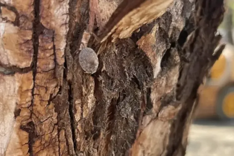 Copacii de pe o stradă din Cluj-Napoca au dispărut după lucrările recente. Locuitorii reclamă lipsa spațiilor verzi: „Avem mare nevoie de copaci” 