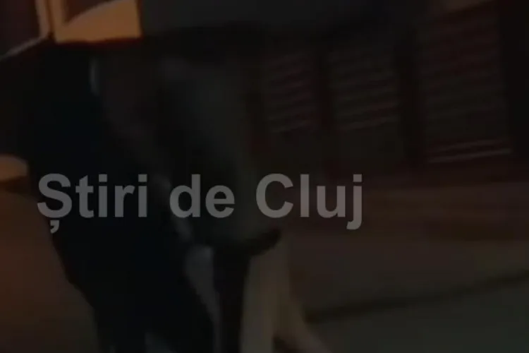 VIDEO. Anchetă a Poliției Cluj în cazul adolescentului cu handicap, bătut de un prieten: „A dat cu capul de o mașină și apoi de asfalt”