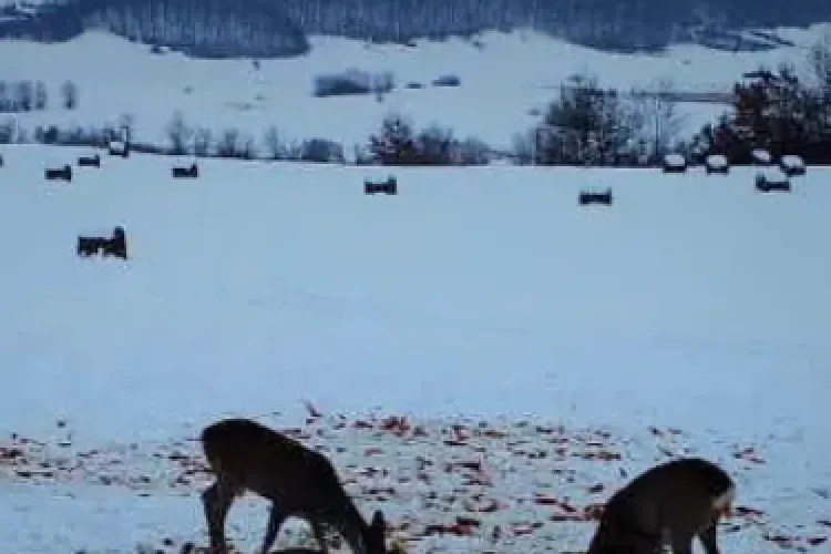 Romsilva a investit aproape 290 de milioane de lei în 2025, în infrastructura forestieră și utilaje moderne