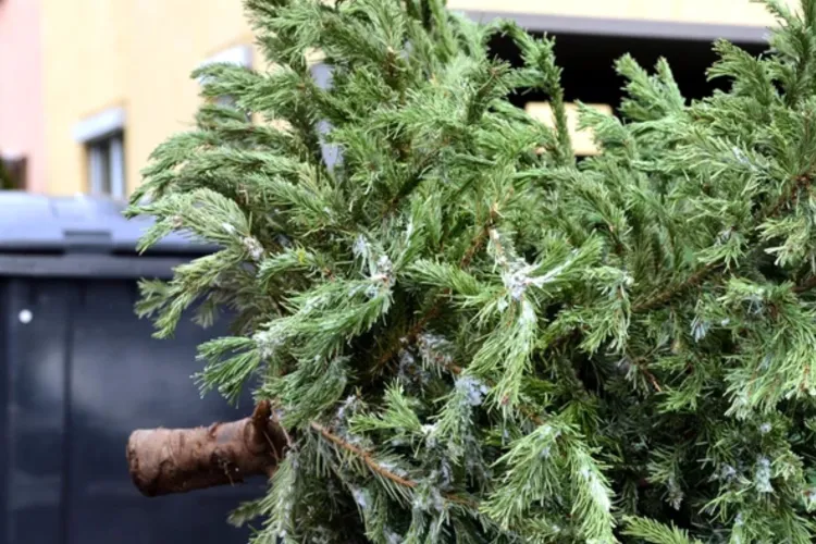 Gata cu sărbătorile, începe curățenia: Ce riști dacă abandonezi bradul de Crăciun pe stradă și cum îl poți preda gratuit, fără amenzi