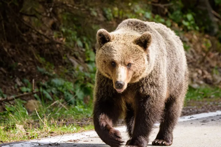 ALERTĂ de urs în Cluj! A fost emis mesaj RO-Alert, iar autoritățile clujene activează planul de intervenție preventivă