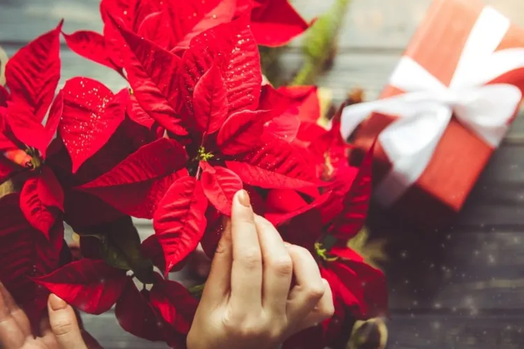 De unde provine Crăciunița, floarea care face furori în acest sezon și cum să o îngrijești așa fel încât să te bucuri de ea și la anul