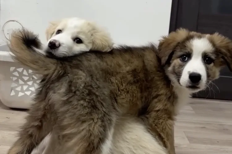 VIDEO. Două suflețele inocente au fost părăsite pe marginea drumului în Cluj! Comunitatea din Cluj se mobilizează să le ofere ajutor