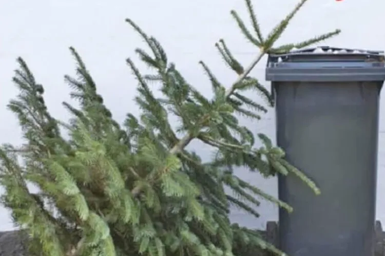Florești dă startul campaniei de colectare a brazilor de Crăciun: Cum poți preda bradul de Crăciun și ce faci dacă ratezi deadline-ul