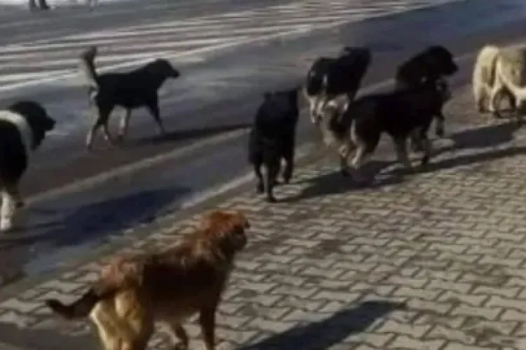 Confundați cu lupi, mai mulți câini fără stăpân creează panică pe o alee din Cluj-Napoca: „Crește riscul pentru locuitori și animale”