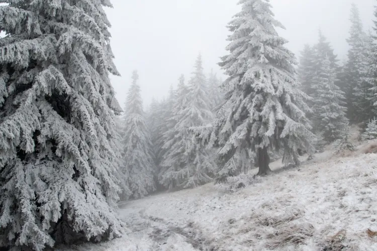 Cod galben de ninsoare în Cluj! Peste 10 cm de zăpadă, vânt puternic la munte și drumuri periculoase: Șoferii sunt avertizați să circule prudent