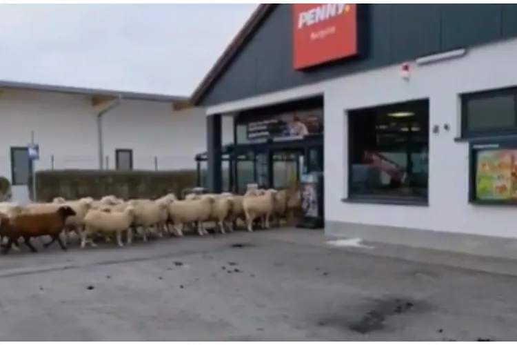 VIDEO. Scene incredibile într-un supermarket! 50 de oi au pătruns în magazin pentru „cumpărături”. Ciobanul turmei a fost chemat de urgență