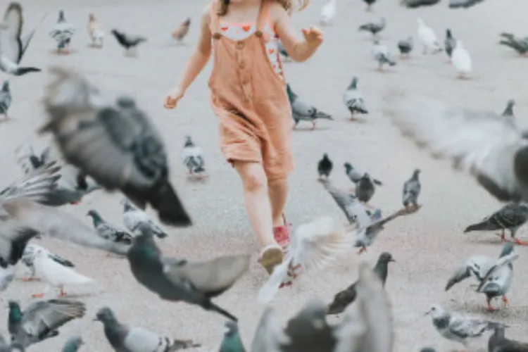 Porumbeii invadează parcurile de joacă din Cluj-Napoca. Părinții cer măsuri urgente pentru siguranța micuților: „Se răhățesc peste tot!”