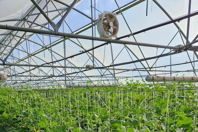 Peste 151 milioane euro pentru legumicultorii români! Vezi cum poți primi fonduri uriașe pentru sere, utilaje și depozite în 2026