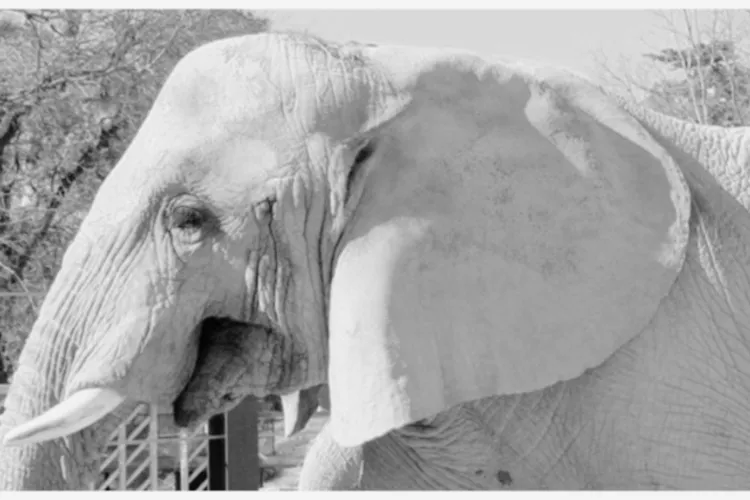 Susi, elefantul care a depășit cu mult speranța de viață a speciei și a scris istorie, s-a stins din viață la vârsta impresionantă de 55 de ani