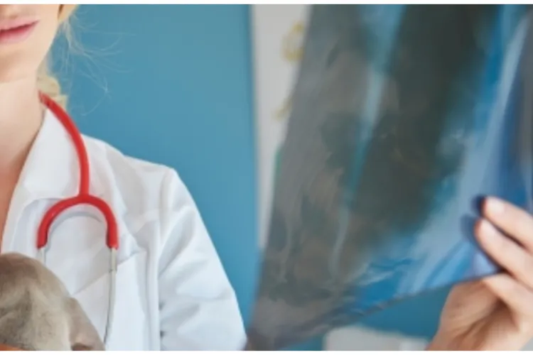 Mura trăiește! Cățelușa din Cluj, chinuită în lanțuri, este vie și luptă pentru supraviețuire: „Încă nu poate face mai nimic singură” FOTO