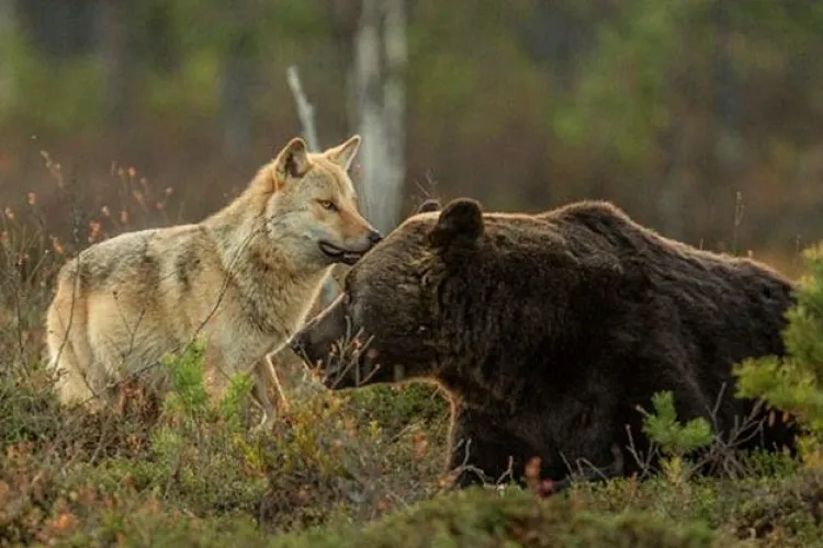 Într-un singur an, lupii și urșii au făcut prăpăd într-un județ vecin al Clujului! Pagubele se ridică la peste 4.000.000 de lei 