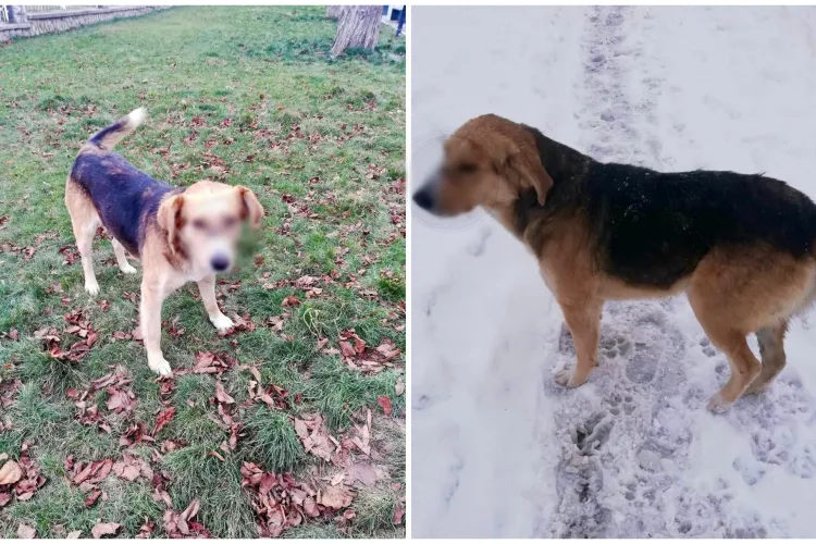 Un suflet pur are nevoie de o familie! Oamenii i-au lăsat cicatrici pe bot, dar este gata să ierte totul pentru iubire FOTO 