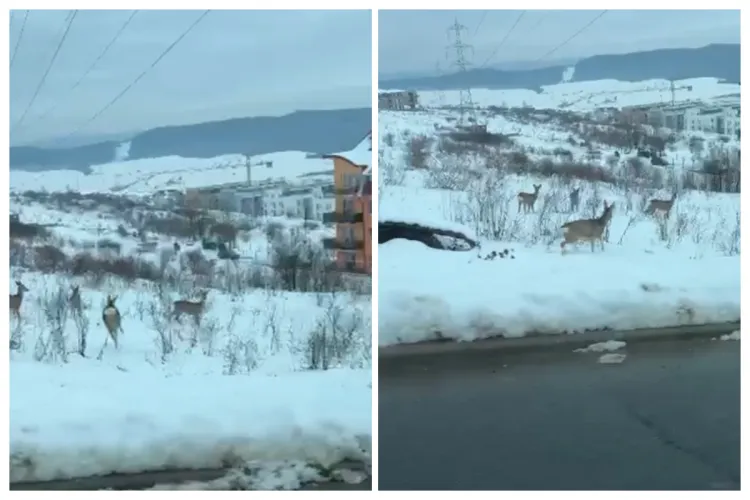 VIDEO. Imagini fermecătoare: Patru căprioare super-simpatice, surprinse jucându-se în zăpadă lângă blocuri, la ieșirea din Cluj-Napoca