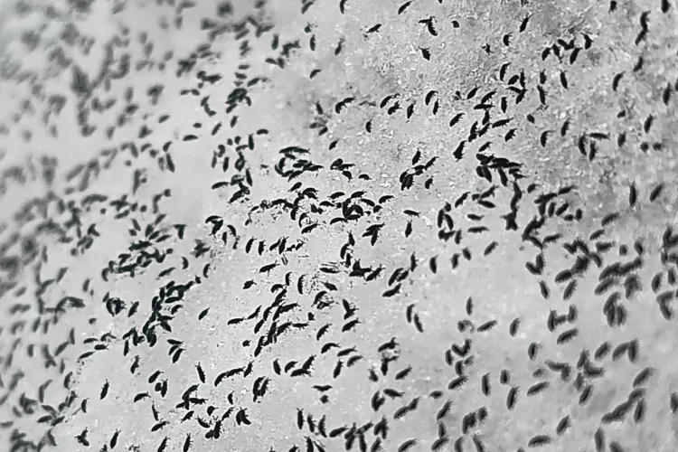 După mistreți și „insecte misterioase”, Clujul e invadat de... purici de zăpadă. Oamenii sunt scârbiți de aceste ființe mici și urâte