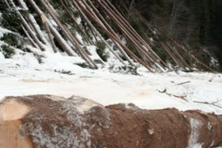 Accident grav în pădure! Un lemn a căzut peste un bărbat! Elicopterul SMURD nu poate interveni din cauza vremii nefavorabile 