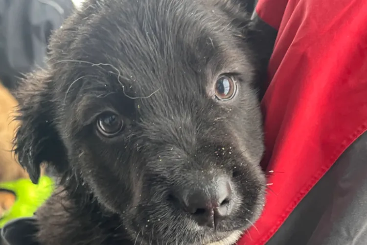 „Nu mă lăsați să îngheț”! Strigătul disperat al unei cățelușe dintr-un adăpost din Cluj-Napoca. Este prea mică și firavă pentru a rezista frigului