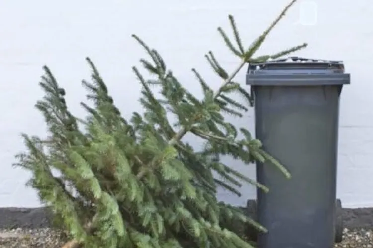 Știai că poți preda gratuit brazii de Crăciun în Cluj-Napoca? Unii clujeni care locuiesc la case se plâng, însă, că nu au fost luați din fața imobilului