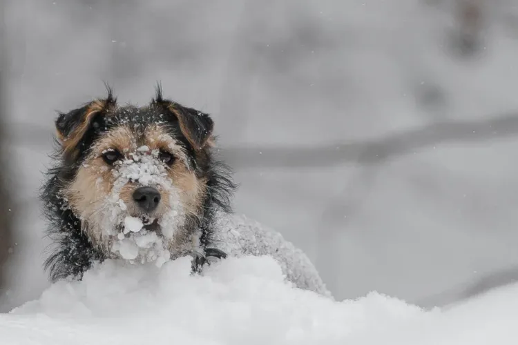 Alarmă pentru stăpânii de animale din Cluj! Sfaturi vitale pentru a le salva de frigul extrem ce lovește orașul în zilele următoare