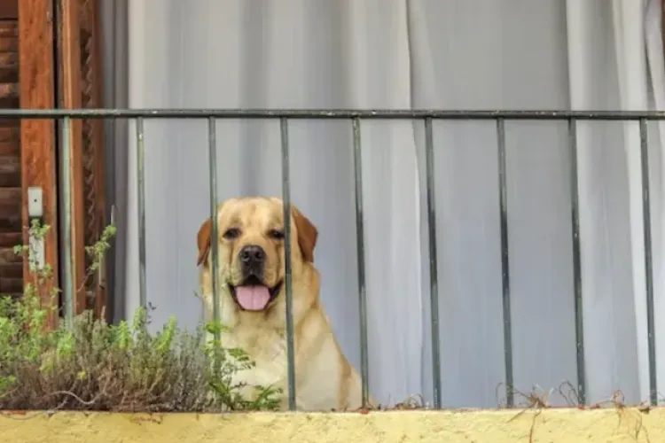 Coșmar zilnic într-un bloc din Cluj-Napoca! Un câine lăsat singur latră ore în șir și îi scoate din minți pe locatari 