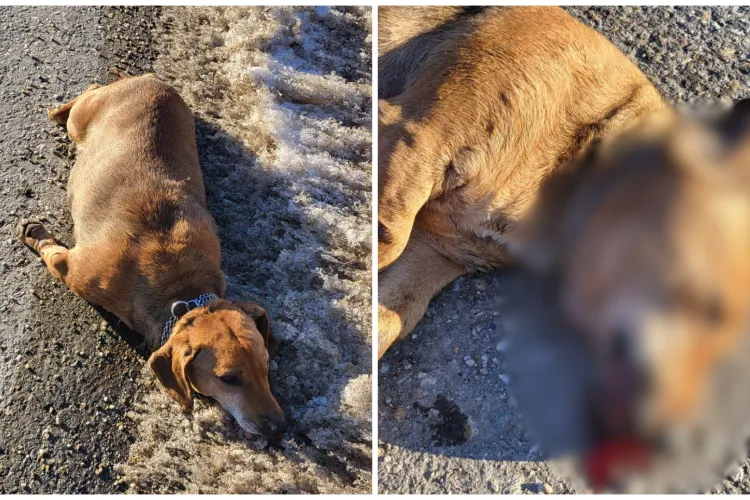 Ți se rupe sufletul: Strigătul de ajutor al unei clujence nu a putut salva un cățel de la moarte. Stăpânii, acuzați de neglijență. „A plâns de durere”