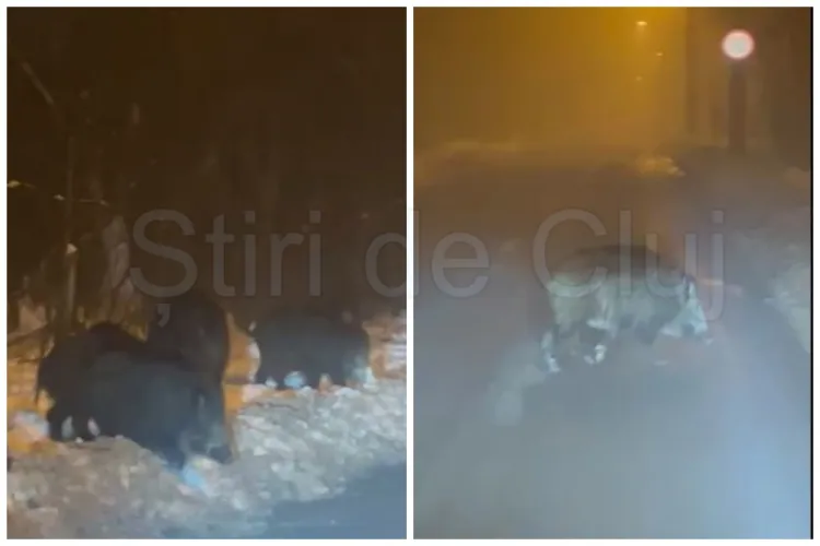 VIDEO Mistreții se plimbă ca acasă prin Cluj-Napoca, de data aceasta pe strada Mihai Românul. Nu-i sperie nici mașinile care circulă