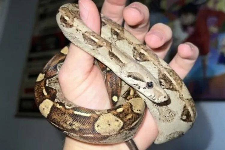 Descoperire șocantă: Crescătorie ilegală de reptile, cu vipere extrem de periculoase, într-un apartament. Erau ținute într-o cameră de 12 m pătrați