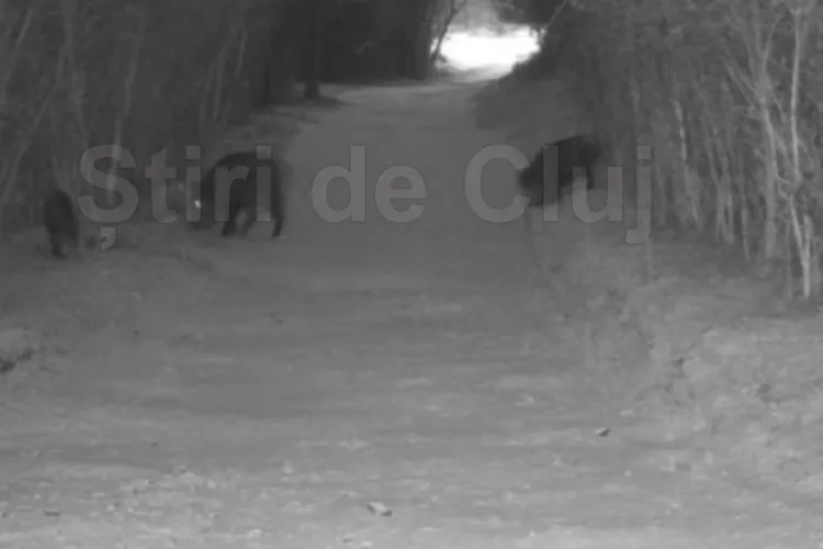 VIDEO.Turmă de mistreți, filmată în Borhanci, Cluj-Napoca, lângă case. Animalele vin deja foarte aproape de locuințe: „Trebuie să ne obișnuim cu ele?”