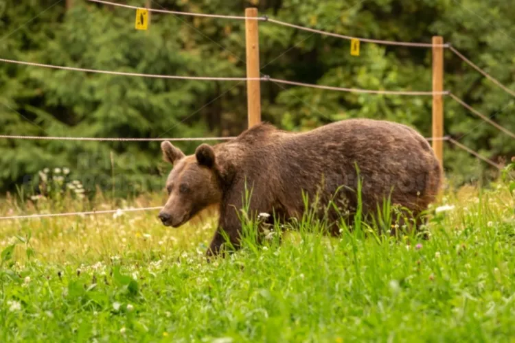 Un nou început pentru satele amenințate de urși: Program național de amploare cu garduri electrice, finanțat cu zeci de milioane de lei
