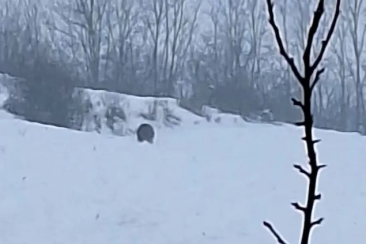 Urs semnalat într-o comună din județul Cluj. Localnicii, avertizați să fie vigilenți