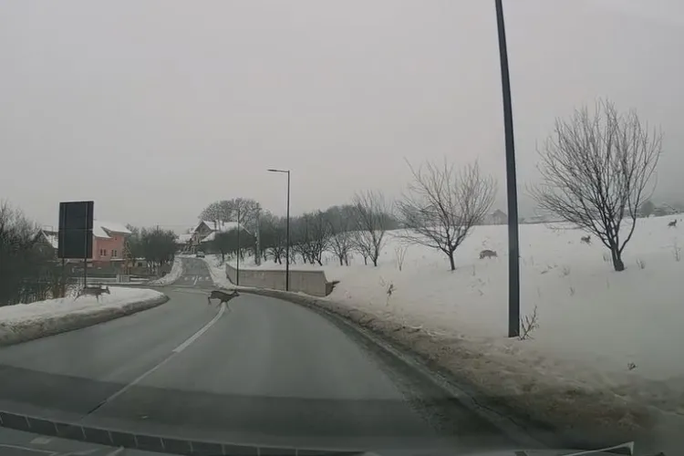 VIDEO Moment adorabil în traficul din Cluj-Napoca: o familie de 8 căprioare a făcut spectacol