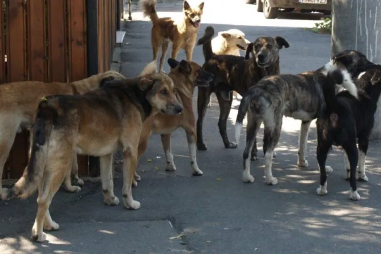 Pericol pe străzile din Cluj! Locuitorii unui bloc din oraș se tem să mai iasă din bloc din cauza haitelor de câini fără stăpân care atacă 