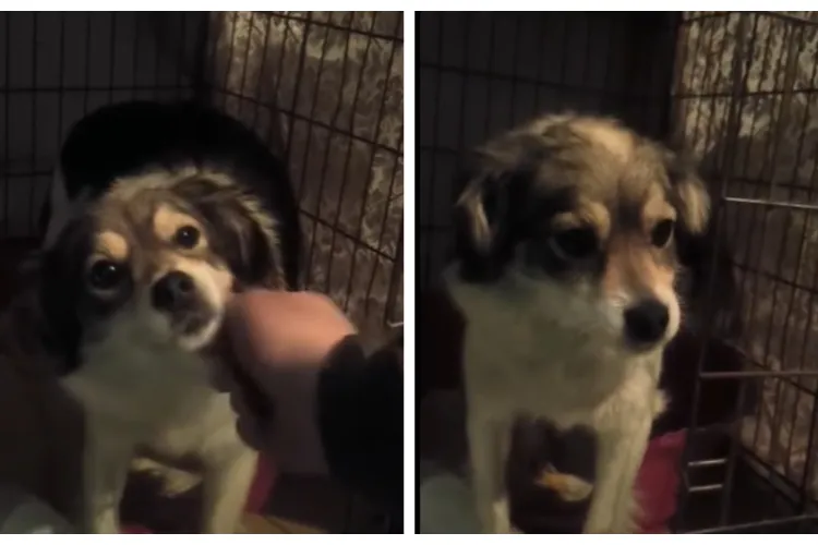 De la chin la speranță! Povestea Gloriei, cățelușa scoasă în ultimul moment din infern: „E un câine care zâmbește” VIDEO