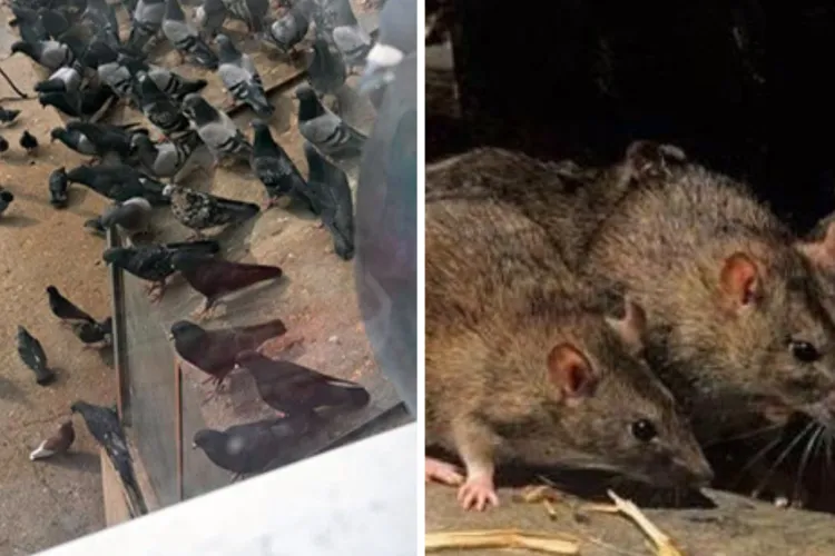 Povestea de groază a unui bloc din Cluj! Mâncarea stricată pentru porumbei a atras șobolanii la bloc: „Șobolanii sunt deja în subsoluri”