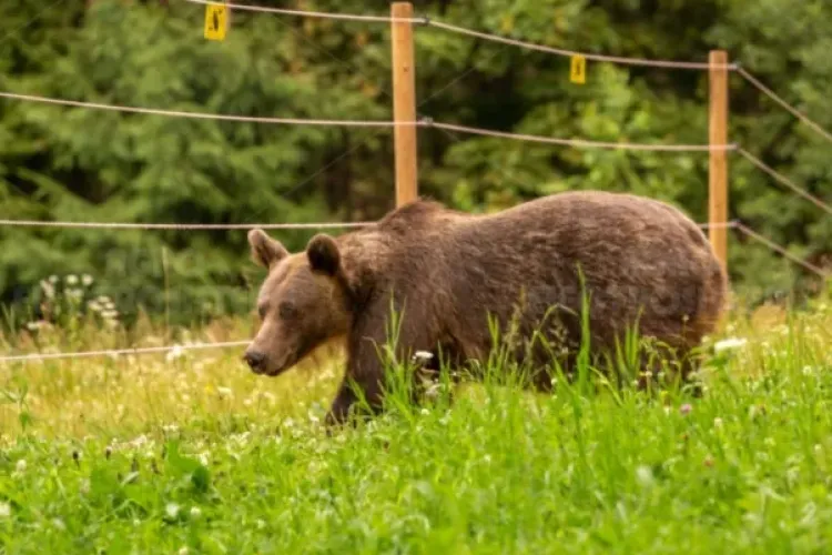 România conduce Europa la numărul de urși! Doar în județul Cluj sunt aproape 400 de exemplare 