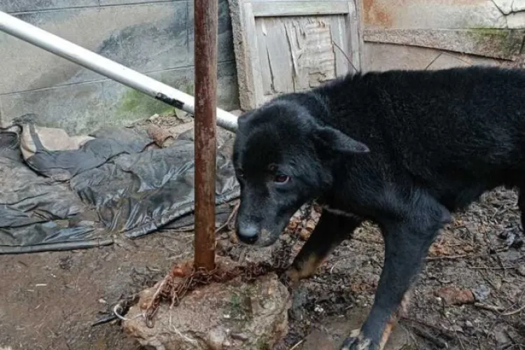 Cum să lași un suflet în așa condiții! Un cățel este ținut în lanț înconjurat de propria mizerie și cu apa din bol înghețată: „Nu se îndură nimeni?”