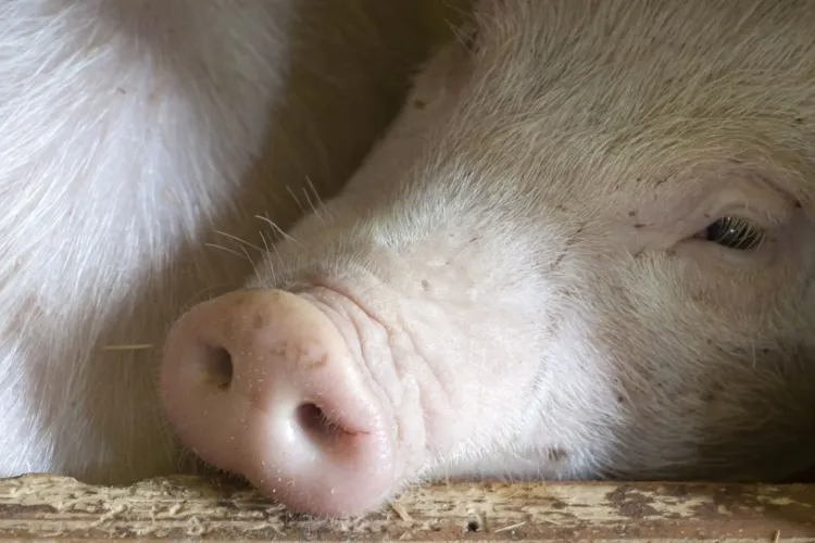 Porci morți găsiți lângă Bonțida, Cluj, cu proprietar necunoscut. Aveau pestă porcină! Autoritățile au declarat focar de pestă și au impus restricții