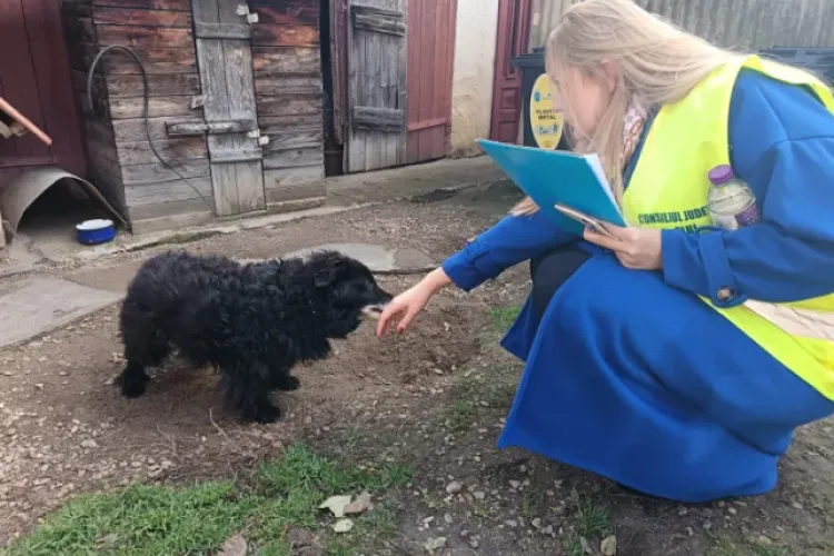 A început programul județean de sterilizare și microcipare GRATUITĂ pentru câinii cu stăpân din Cluj