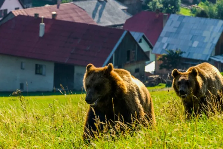 EXCLUSIV. Clujul este sub asediul urșilor! Populația a ajuns la aproape 400 de exemplare, iar zeci de localități sunt afectate