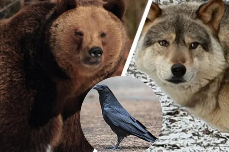 EXCLUSIV. Animalele sălbatice au făcut prăpăd în județul Cluj! Urșii, lupii și corbii au provocat pagube de peste 700.000 de lei în ultimii doi ani 