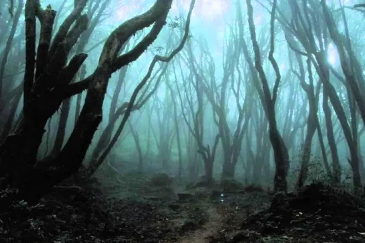 Activiștii clujeni în trag de mânecă pe Emil Boc, după ce primarul nu a luat măsurile necesare pentru a proteja Pădurea Hoia: „Când?”