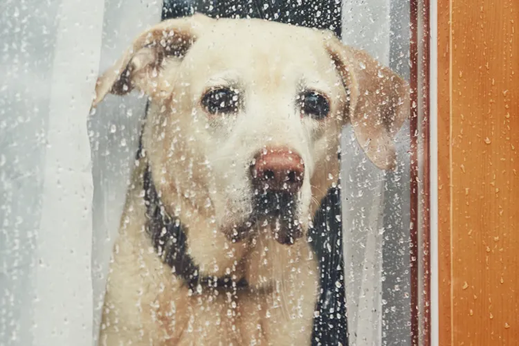 Un bloc din Cluj este ținut treaz de un câine lăsat singur acasă! Proprietarul refuză să intervină, vecinii sunt disperați: „A zis că nu îl interesează!