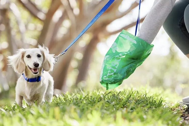 Clujul a devenit „teren minat”! Câinii sunt lăsați să își facă nevoile peste tot, iar stăpânii dispar fără să curețe: „Nu te mai bucuri de plimbare”