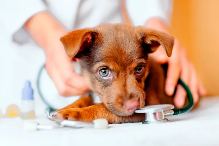 Clujul dă startul programului județean de sterilizare și microcipare a câinilor: Din ce dată va fi activă platforma online pentru cereri