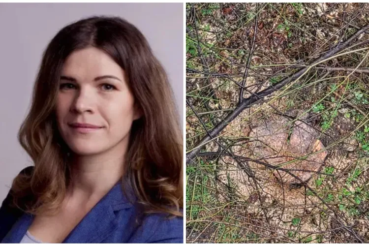 Un consilier local din Cluj-Napoca trage un semnal de alarmă! A început „măcelul de primăvară”, cunoscut sub numele de sezonul de toaletări