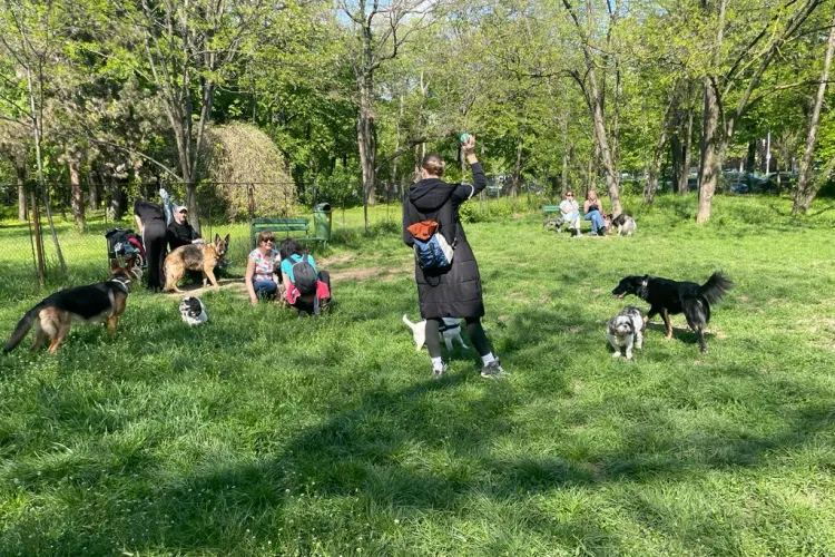 Tensiuni între clujeni și stăpânii de animale! Incident după incident cu câini liberi în toate parcurile din oraș