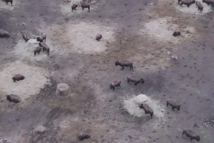 VIDEO. Ferma groazei din Cluj! Cadavre de animale, lăsate în descompunere, pun în pericol sănătatea publică: Reacția DSV și a Prefecturii Cluj