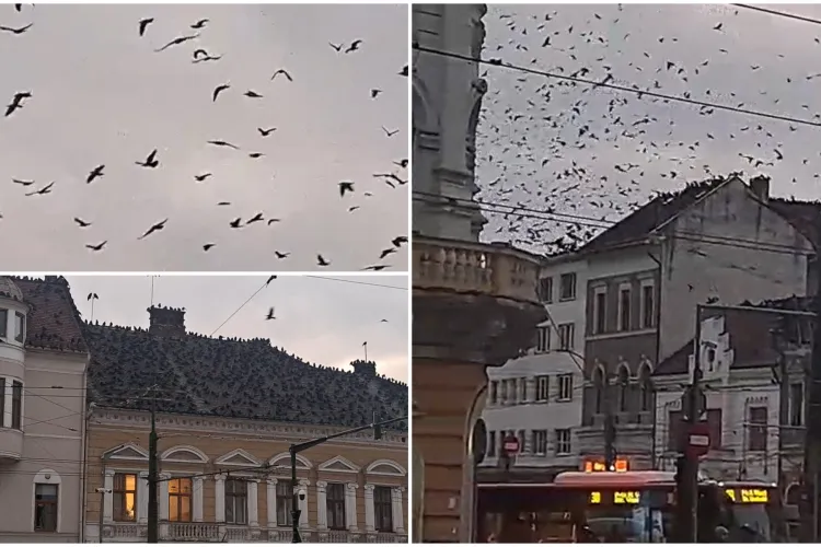 VIDEO. Centrul Clujului, invadat de ciori. Trecătorii au făcut haz de necaz: „Găinile lui Boc!”. Mii de croncănitoare au făcut cerul negru, ca într-un film