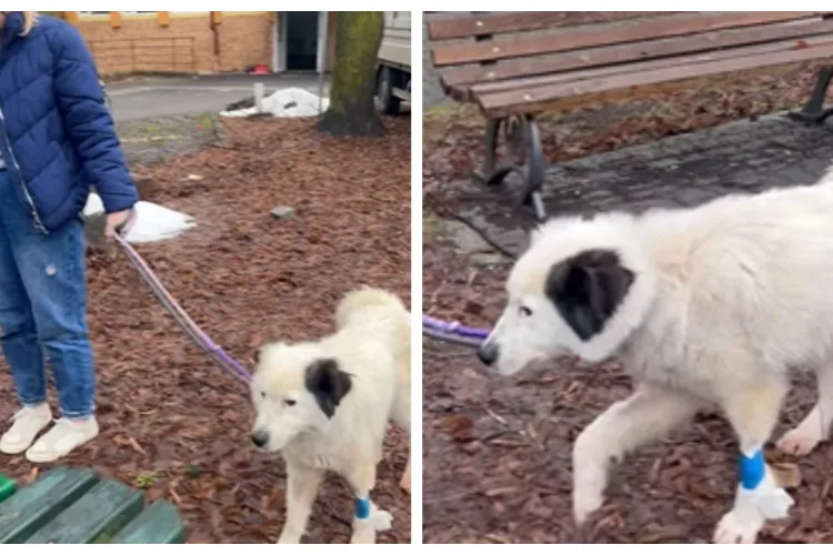 Mura luptă și câștigă! Cățelușa se recuperează zi de zi la Cluj, după ce a scăpat din infern: „Se pune pe picioare la propriu și la figurat” VIDEO 